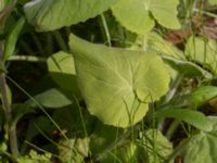 Doronicum pardalianches Saltsjöbadsvägen, Ystad, Skåne, Sweden 20170506_0009