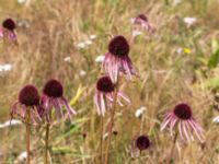 Echinacea pallida Kroksbäcksparken, Malmö, Skåne, Sweden 20220728_0055