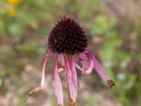 Echinacea pallida Rondell Österleden-Fältarpsvägen, Helsingborg, Skåne, Sweden 20170811_0035