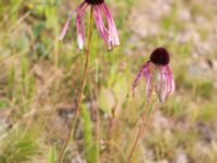 Echinacea pallida Rondell Österleden-Fältarpsvägen, Helsingborg, Skåne, Sweden 20170811_0038