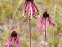 Echinacea pallida Rondell Österleden-Fältarpsvägen, Helsingborg, Skåne, Sweden 20170811_0039