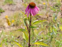 Echinacea purpurea Rondell Österleden-Fältarpsvägen, Helsingborg, Skåne, Sweden 20170811_0048