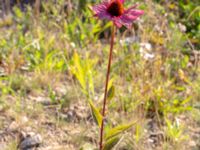 Echinacea purpurea Rondell Österleden-Fältarpsvägen, Helsingborg, Skåne, Sweden 20180826_0201