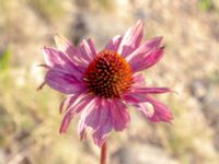 Echinacea purpurea Rondell Österleden-Fältarpsvägen, Helsingborg, Skåne, Sweden 20180826_0202