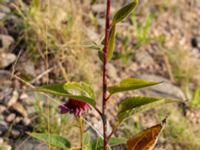 Echinacea purpurea Rondell Österleden-Fältarpsvägen, Helsingborg, Skåne, Sweden 20180826_0203