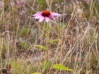 Echinacea purpurea Rondell Österleden-Fältarpsvägen, Helsingborg, Skåne, Sweden 20190805_0015