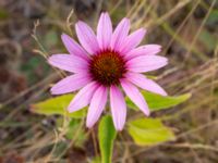 Echinacea purpurea Rondell Österleden-Fältarpsvägen, Helsingborg, Skåne, Sweden 20190805_0017