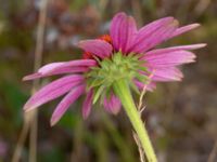 Echinacea purpurea Rondell Österleden-Fältarpsvägen, Helsingborg, Skåne, Sweden 20190805_0018