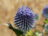 Echinops bannaticus Gustavsborg, Ystad, Skåne, Sweden 20240721_0336