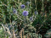 Echinops bannaticus Norra hamnen, Malmö, Skåne, Sweden 20210723_0122