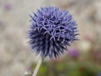 Echinops bannaticus Norra hamnen, Malmö, Skåne, Sweden 20210805_0069