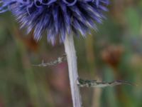 Echinops bannaticus Norra hamnen, Malmö, Skåne, Sweden 20210805_0074