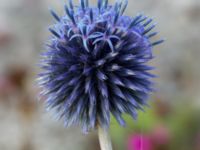 Echinops bannaticus Norra hamnen, Malmö, Skåne, Sweden 20210805_0075