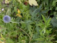 Echinops bannaticus Ulricedal, Malmö, Skåne, Sweden 20210727_0086