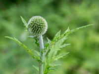 Echinops exaltatus Brädgårdsvägen, Höllviken, Vellinge, Skåne, Sweden 20160702_0007