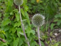 Echinops exaltatus Svanetorpsvägen, Åkarp, Lomma, Skåne, Sweden 20160716_0093