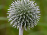 Echinops exaltatus Ulricedal, Malmö, Skåne, Sweden 20210805_0052