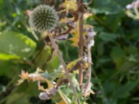 Echinops sphaerocephalus Östergård, Malmö, Skåne, Sweden 20170916_0104