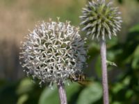 Echinops sphaerocephalus 1.73 km OSO Fjelie kyrka, Lomma, Skåne, Sweden 20160721_0015