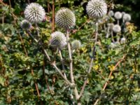 Echinops sphaerocephalus Hagstorpsgatan, Kirseberg, Malmö, Skåne, Sweden 20190724_0051