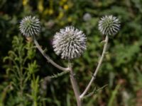 Echinops sphaerocephalus Hagstorpsgatan, Kirseberg, Malmö, Skåne, Sweden 20190724_0052