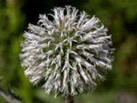 Echinops sphaerocephalus Hagstorpsgatan, Kirseberg, Malmö, Skåne, Sweden 20190724_0054