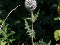 Echinops sphaerocephalus Hagstorpsgatan, Kirseberg, Malmö, Skåne, Sweden 20190724_0055