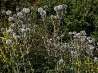 Echinops sphaerocephalus Hagstorpsgatan, Kirseberg, Malmö, Skåne, Sweden 20190724_0057