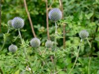 Echinops sphaerocephalus Lagerbrings väg, Lund, Skåne, Sweden 20190712_0096