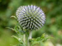 Echinops sphaerocephalus Lagerbrings väg, Lund, Skåne, Sweden 20190712_0097