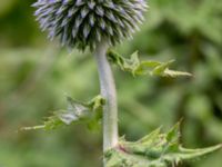 Echinops sphaerocephalus Lagerbrings väg, Lund, Skåne, Sweden 20190712_0099