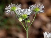 Erigeron annuus Östra kyrkogården, Malmö, Skåne, Sweden 20190825_0050