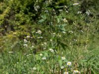 Erigeron annuus Svirskoye ushele, Lazarevskoye, Krasnodar, Russia 20160913_0389