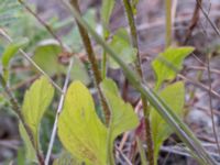 Erigeron annuus ssp. lilacinus Grodreservatet, Norra hamnen, Malmö, Skåne, Sweden 20160611_0100