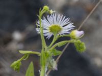 Erigeron annuus ssp. lilacinus Grodreservatet, Norra hamnen, Malmö, Skåne, Sweden 20160611_0105