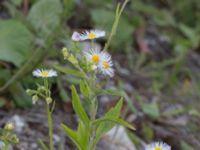 Erigeron annuus ssp. lilacinus Grodreservatet, Norra hamnen, Malmö, Skåne, Sweden 20160611_0107