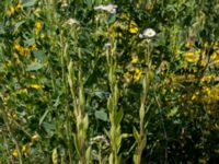 Erigeron annuus ssp. lilacinus Grodreservatet, Norra hamnen, Malmö, Skåne, Sweden 20160612_0011