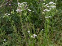 Erigeron annuus ssp. lilacinus Svanetorpsvägen, Åkarp, Lomma, Skåne, Sweden 20160625_0029