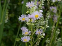 Erigeron annuus ssp. lilacinus Svanetorpsvägen, Åkarp, Lomma, Skåne, Sweden 20170723_0001