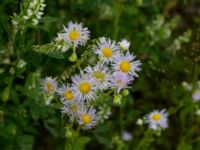 Erigeron annuus ssp. lilacinus Svanetorpsvägen, Åkarp, Lomma, Skåne, Sweden 20170723_0002