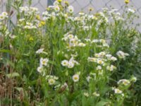 Erigeron annuus ssp. lilacinus Väderögatan, Malmö hamn, Malmö, Skåne, Sweden 20170625_0003