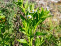 Erigeron annuus ssp. septentrionalis Rivningstomt Kämnärsvägen, Lund, Skåne, Sweden 20230921_0005