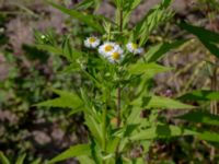 Erigeron annuus ssp. septentrionalis Ulricedal, Malmö, Skåne, Sweden 20190811_0076