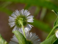 Erigeron annuus ssp. septentrionalis Ulricedal, Malmö, Skåne, Sweden 20190811_0077