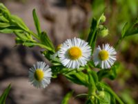 Erigeron annuus ssp. septentrionalis Ulricedal, Malmö, Skåne, Sweden 20190811_0083