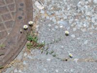 Erigeron karvinskianus Jan Waldenströms gata 16, Malmö, Skåne, Sweden 20180722_0007