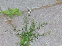 Erigeron karvinskianus Jan Waldenströms gata 16, Malmö, Skåne, Sweden 20180722_0010