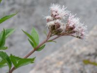 Eupatorium cannabinum Ärtholmsvägen 40, Malmö, Skåne, Sweden 20210906_0006