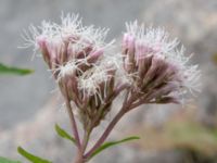 Eupatorium cannabinum Ärtholmsvägen 40, Malmö, Skåne, Sweden 20210906_0007