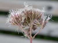 Eupatorium cannabinum Ärtholmsvägen 40, Malmö, Skåne, Sweden 20210906_0012